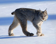 Canada lynx 