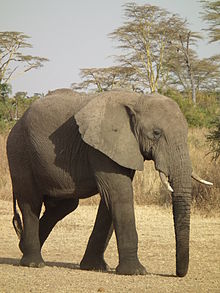 African elephant