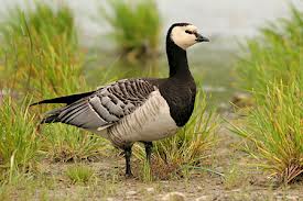 Barnacle Goose
