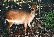 Aders' duiker