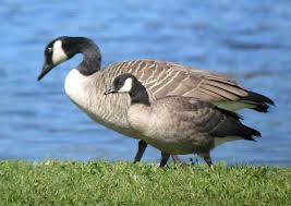 Cackling Goose