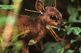 Bates's pygmy antelope