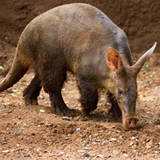 Aardvark