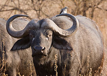 African buffalo 