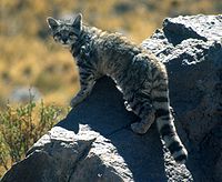 Andean mountain cat
