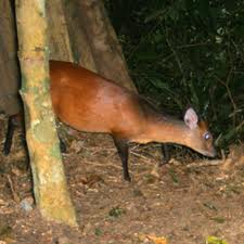 Abbott's duiker