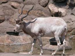 Addax