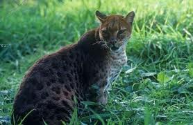 African golden cat
