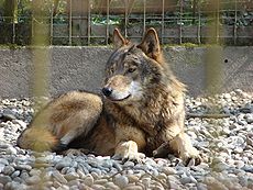 Eastern Wolf