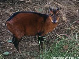 Bay duiker