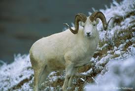 Dall sheep