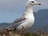 California Gull