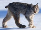 Canada lynx 
