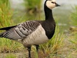 Barnacle Goose