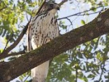Broad-winged Hawk