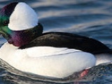 Bufflehead