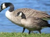 Cackling Goose