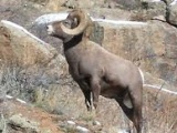 Bighorn sheep