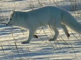 Arctic fox