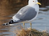 Common Gull