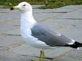 Black-tailed Gull
