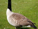 Canada Goose
