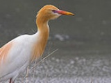 Cattle Egret
