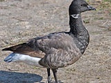 Brant Goose