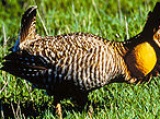 Attwater's Prairie Chicken